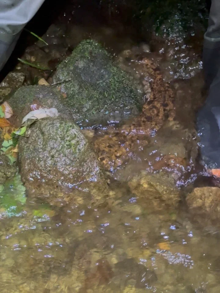 Last night’s giant salamander tour was truly unforgettable. 
Three young guests from the USA joined me, and for one of them, seeing a Japanese Giant Salamander in the wild was the main reason for coming to Japan.
We shared an extraordinary mo