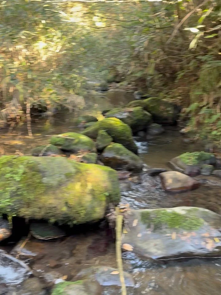 日本語は下にあります Japanese Giant Salamander conservation isn&rsquo;t always glamorous. Some days the work is tough, risky, and can even affect your health.
For years I&rsquo;ve warned about livestock waste polluting the Nawa River. Now a group of long-time 