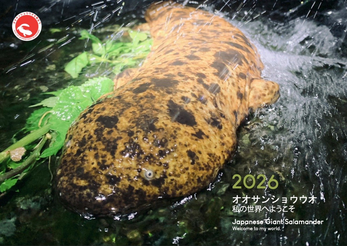 Hello everyone, and Happy New Year for 2026! Thank you for all your support over the past year.

The 2026 Digital Japanese Giant Salamander Conservation Calendar is now available.

This digital calendar features Japanese Giant Salamanders photographe