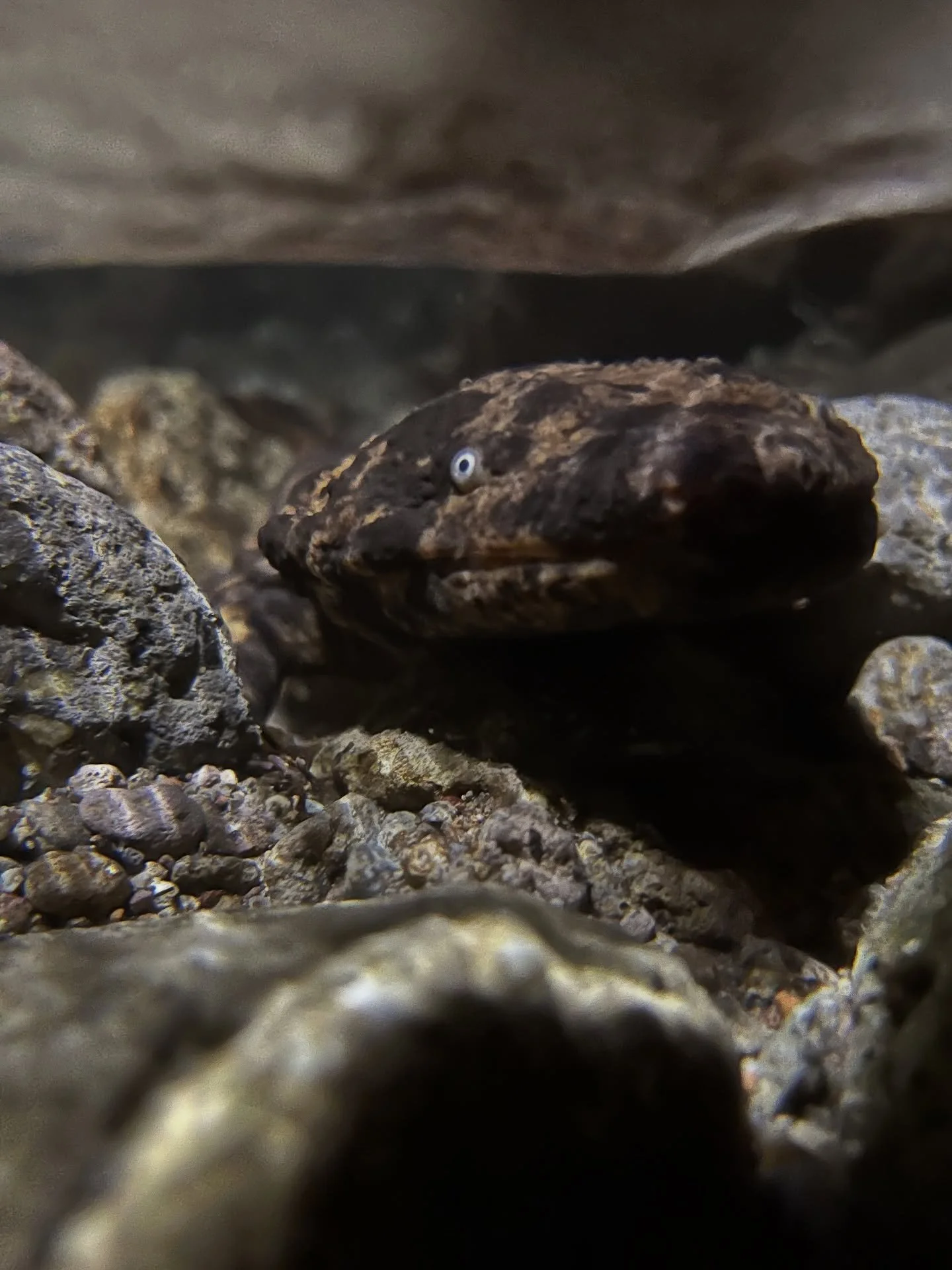 Some people describe Japanese Giant Salamanders as &ldquo;ugly&rdquo; or &ldquo;monsters.&rdquo;
To this I say, &ldquo;your soul is ugly!&rdquo;
Look no further than the faces of these animals, living in the rivers of Mount Daisen.
Nothing monstrous 