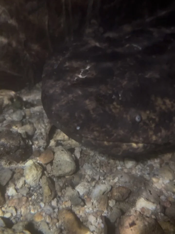 Last night I had the privilege of seeing one of my all-time favourite Japanese giant salamanders again &mdash; Mr Worf.

A true warrior.

I hadn&rsquo;t seen him for several months, as he was busy with breeding behaviour, guarding a nest as only the 