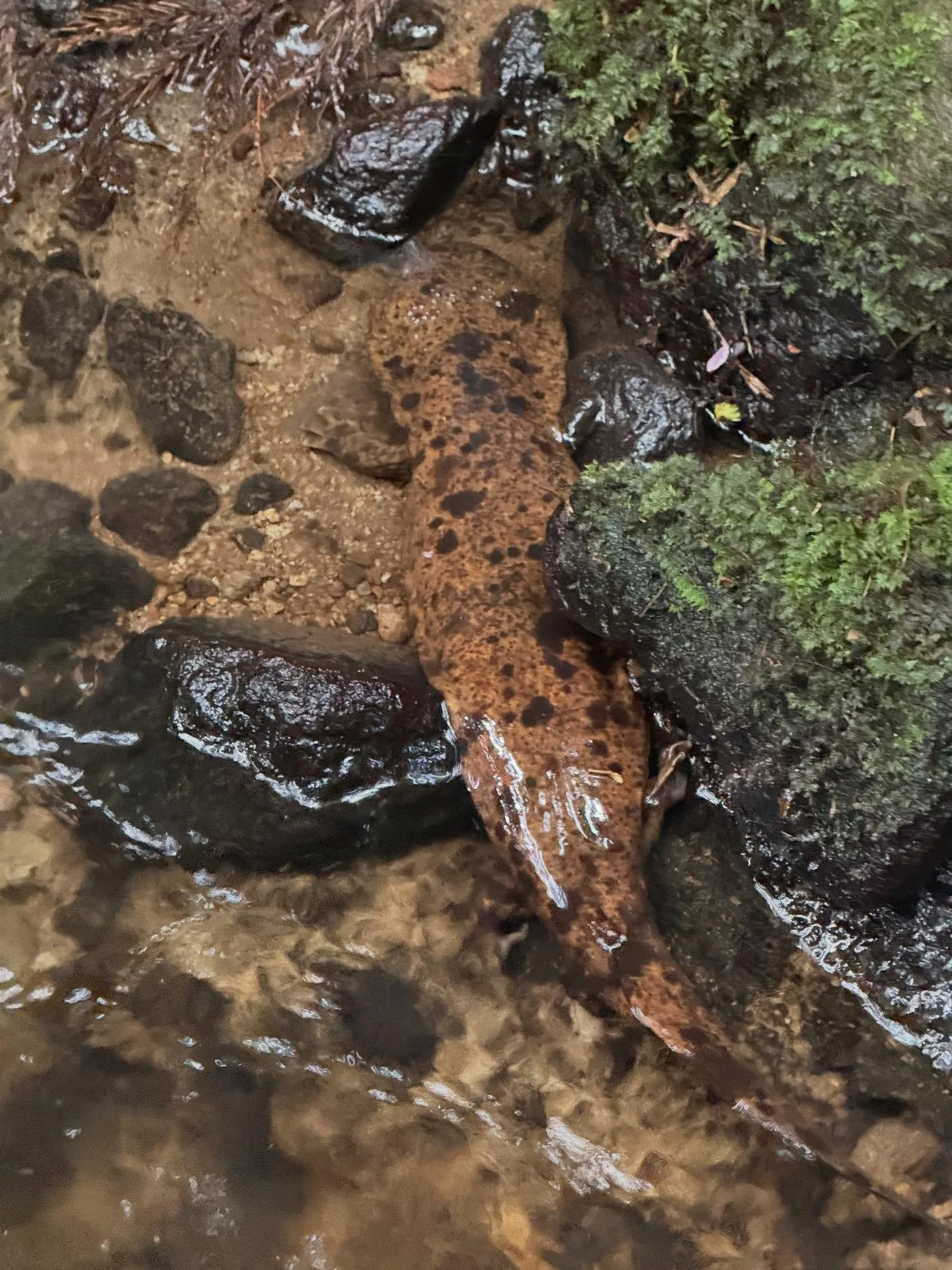 Lucky daytime encounter!
Japanese Giant Salamanders are usually nocturnal ambush predators, most active at night when their prey moves into the shallows. But every so often, one appears in the daylight &mdash; and that&rsquo;s when we can really appr