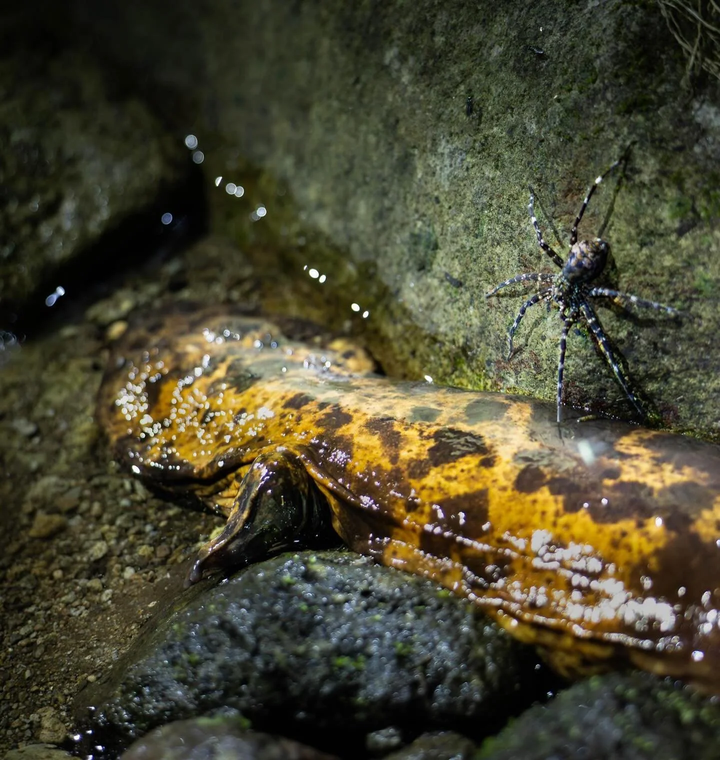Some fantastic shots from a special night tour with our guests!
Alongside the Japanese Giant Salamanders (オオサンショウウオ), we also spotted fishing spiders, a Mamushi viper, and a Forest Green Tree Frog (モリアオガエル).

特別なナイトツアーで撮影した素敵な写真をご紹介！
日本のオオサンショウウオ（Jap