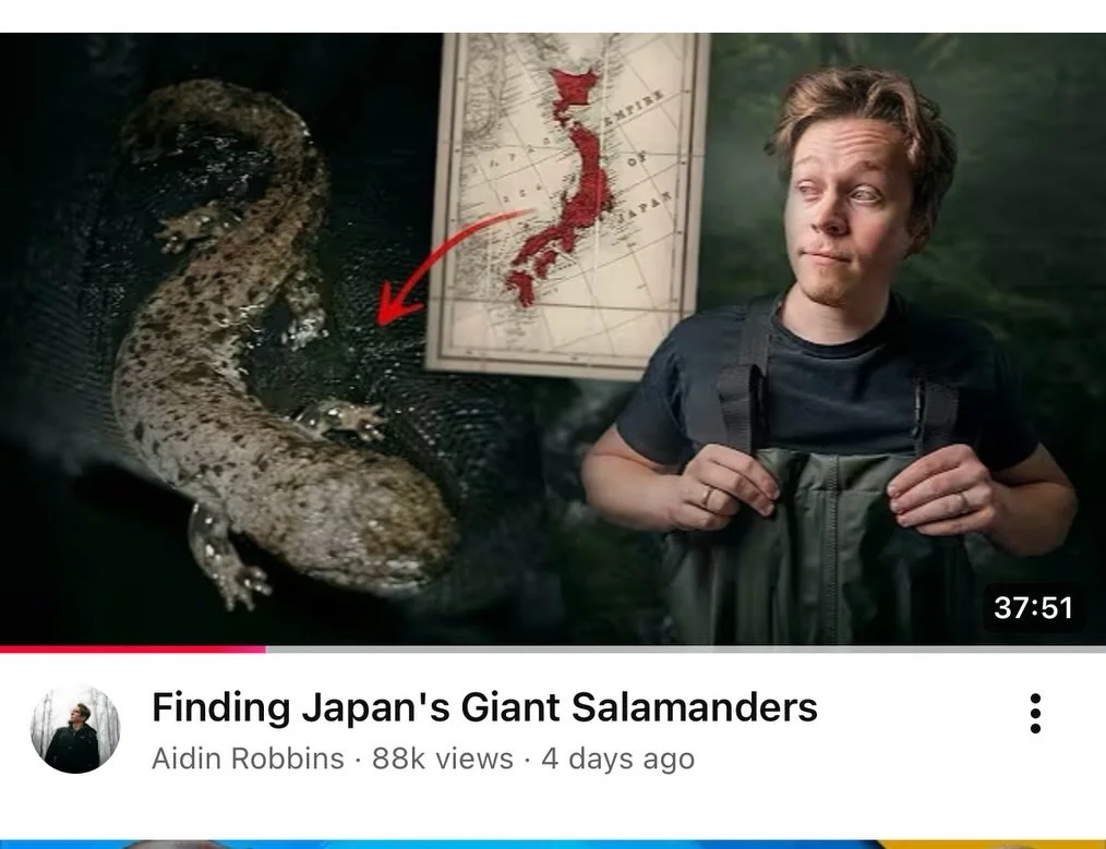 Hey Giant Salamander fans! Just a quick note to encourage you to watch Aidin Robbins&rsquo; fantastic short documentary on YouTube about Japanese Giant Salamanders and Japanese wildlife overall. It really is excellent, moving and very informative! Pl