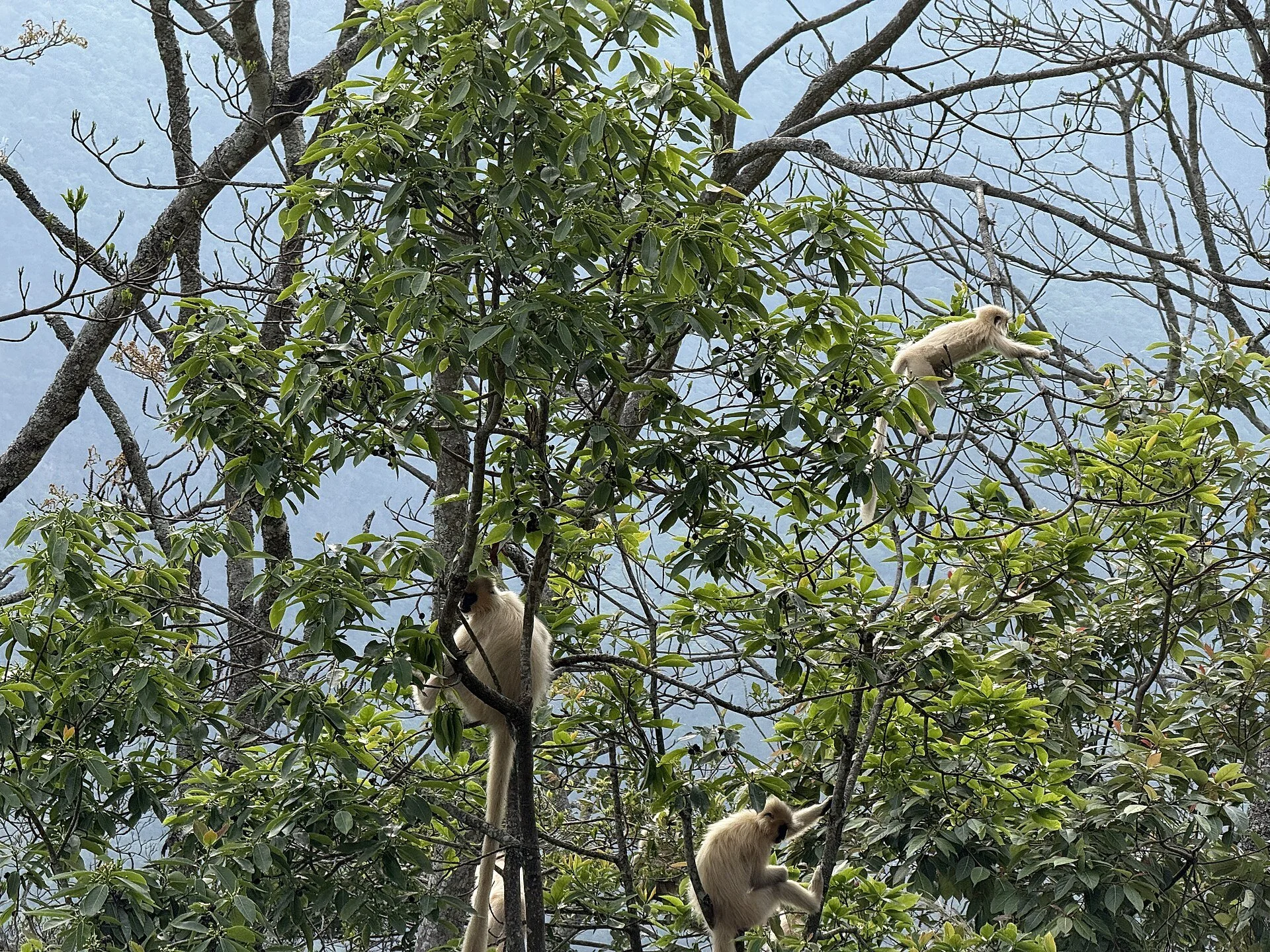 Gee's_golden_langur_(Trachypithecus_geei).jpg