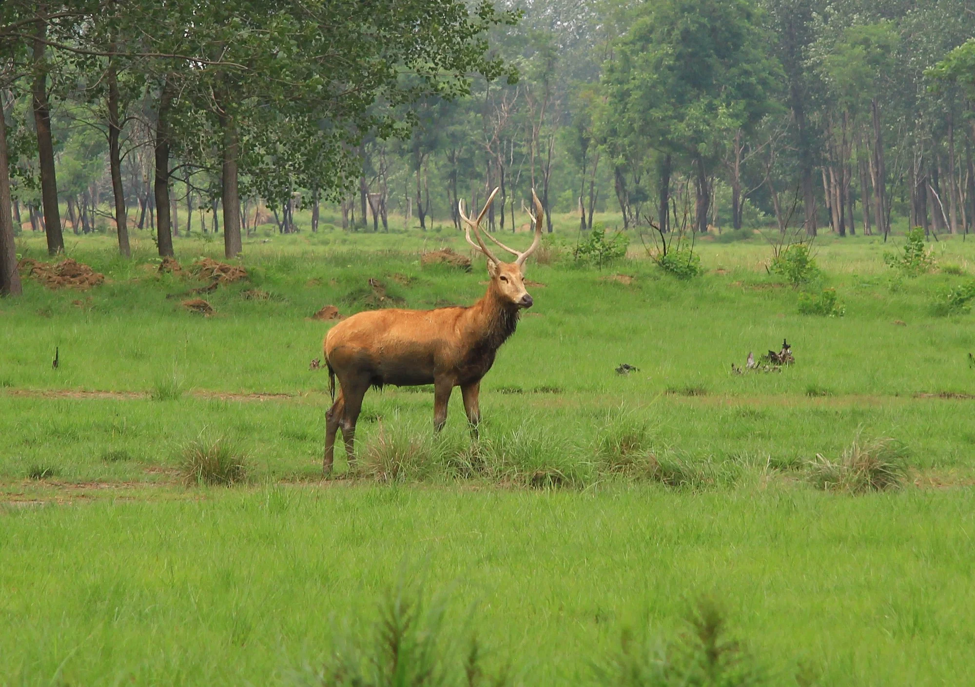 Dafeng milu deer IMG_2999untitled-LR-1.jpg