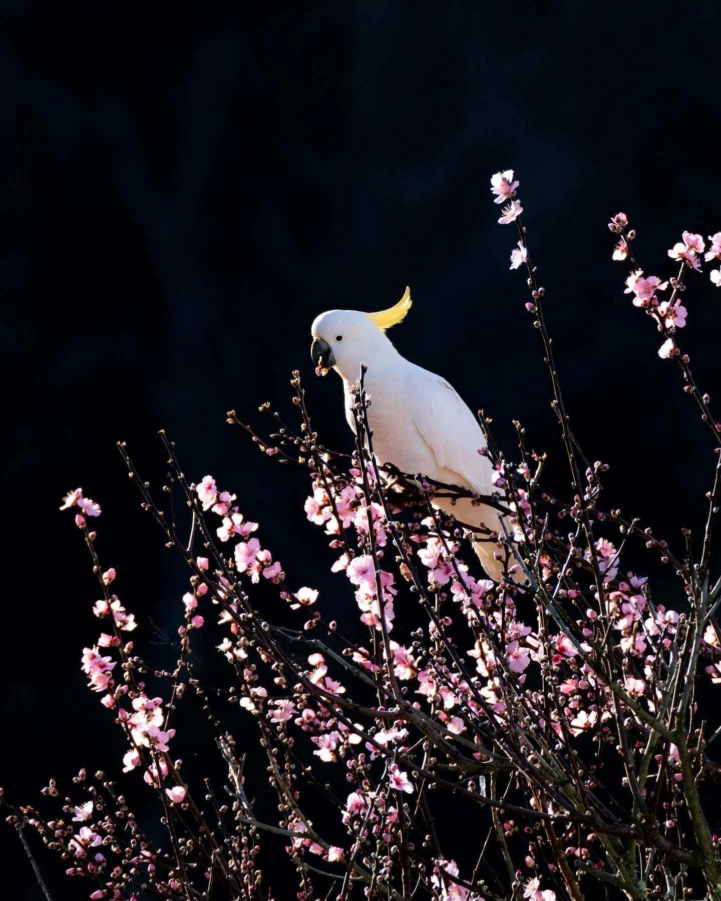 Last weekend the family and I stayed at the @sapphirecoastdairyandhomestead and it was nothing short of amazing. The view of rolling meadows made it super peaceful and the bird life was awesome. This place even has its own bushwalking trails but the 
