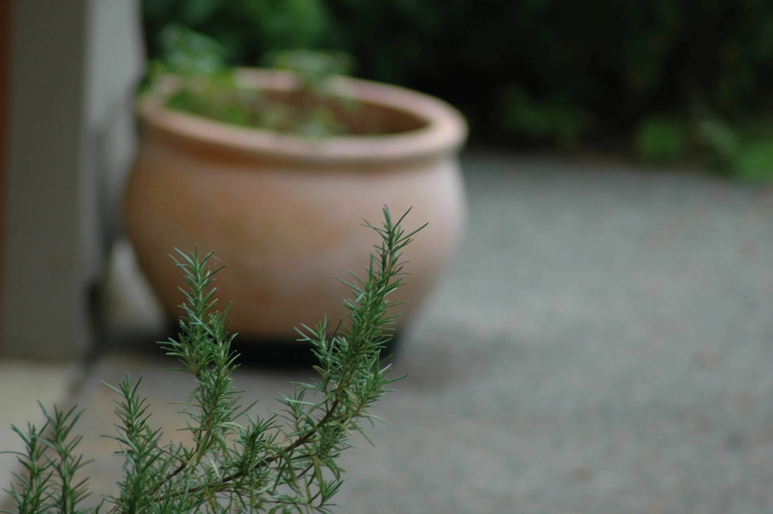 Rosmarinus off - RosemaryGreat for memory, anti-microbial action. (Ravenhill farms)