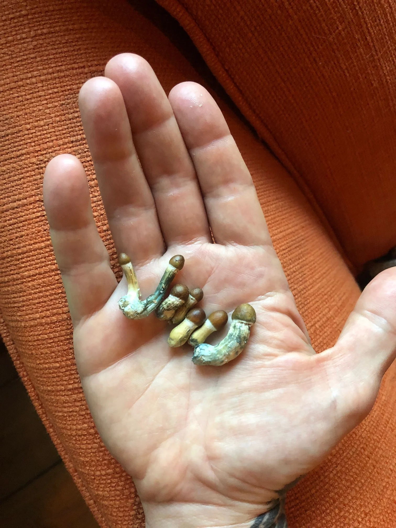Medicinal mushroom weekend