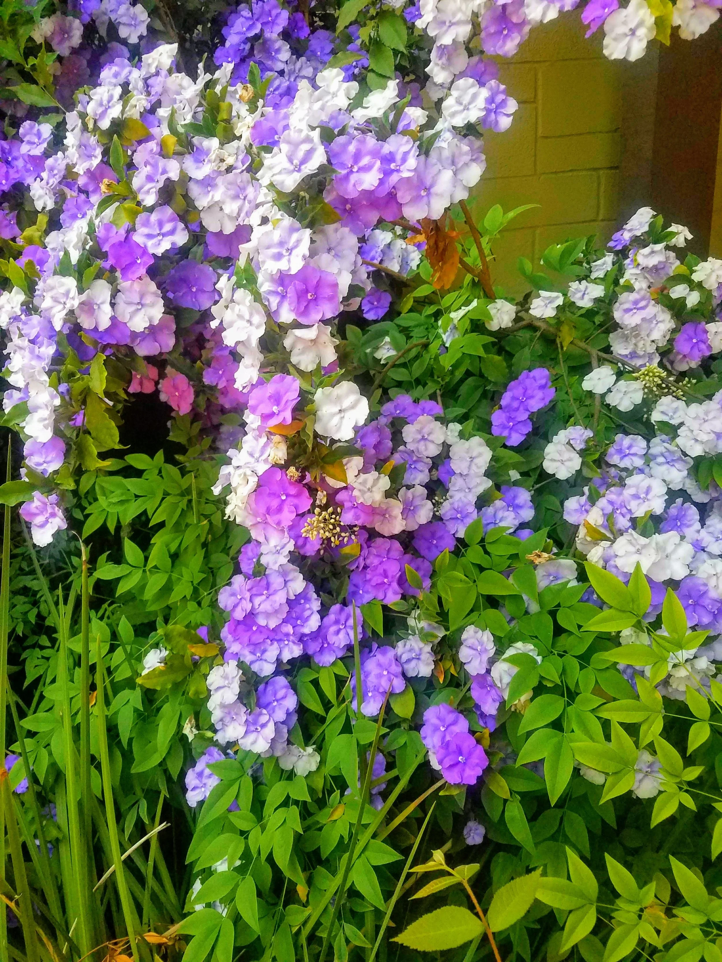 20180518_185546-EFFECTS.jpg