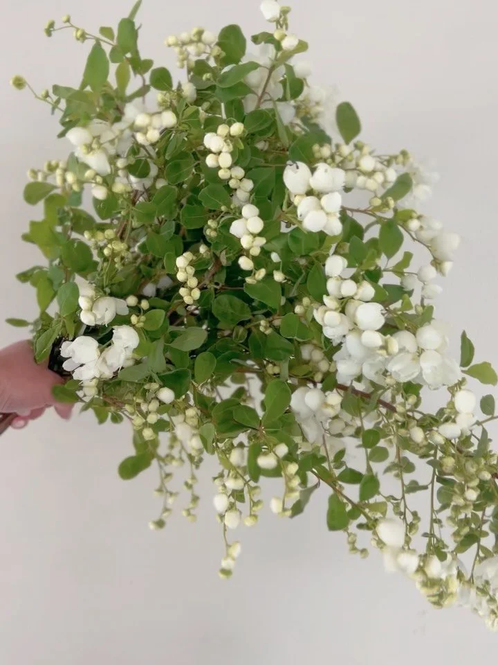 Mock orange season will always be a favorite of mine. I wish it is all year round. But for now, I&rsquo;ll cherish it for the short moment I have with it. Can&rsquo;t wait for their season to come back again. 

I also bought 4 potted mock orange as w