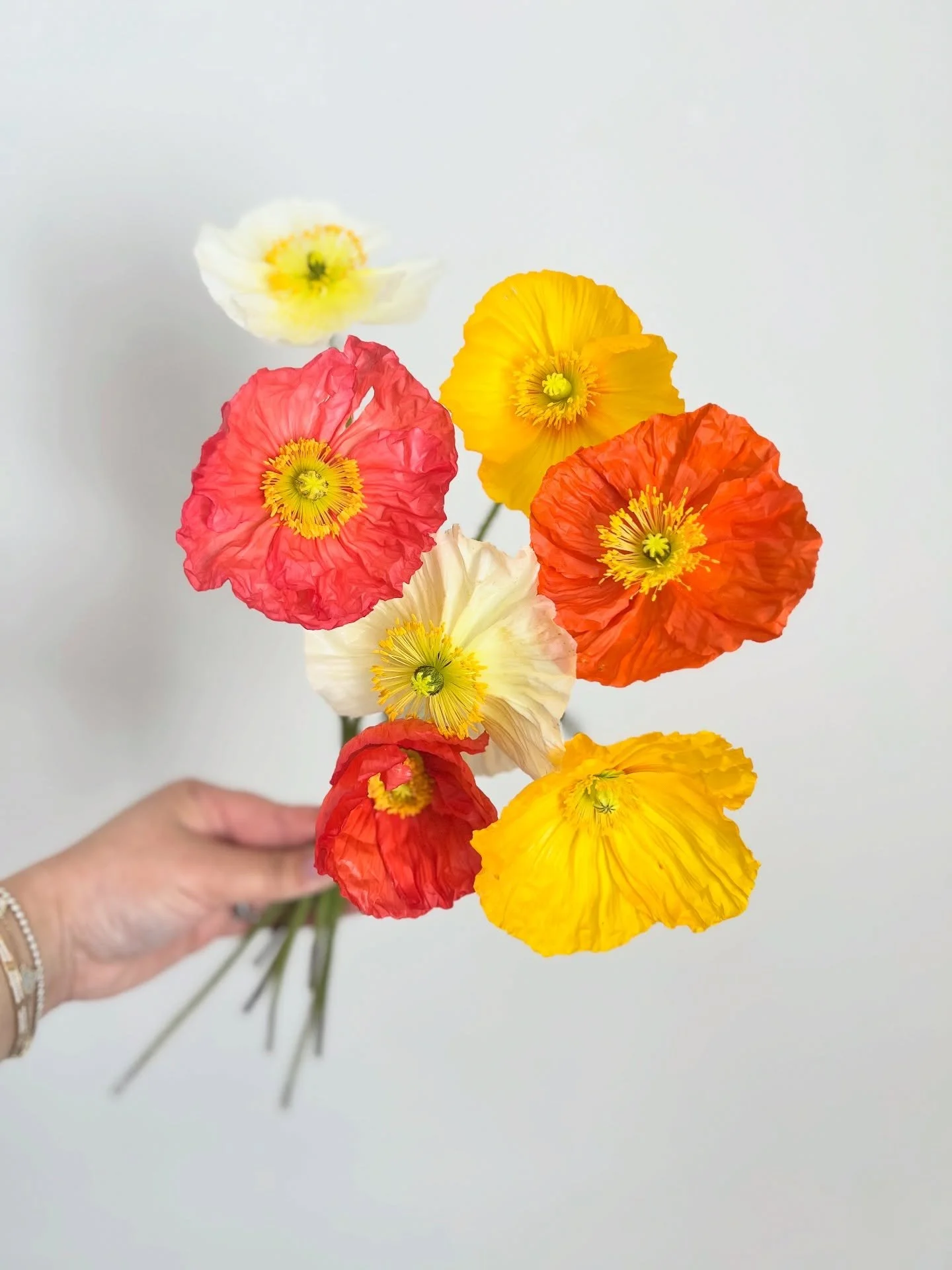 Starburst poppies 

#Flowers  #Poppies #IcelandicPoppies #Florist #FloralDesign #WeddingFlorist #OrangeCountyFlorist #AAPIFlorist #californiaflorist #FloralArt #FlowersInstagram #WeddingInspo #VietnameseWeddings #BridalBouquet #BeautifulFlowers #Styl