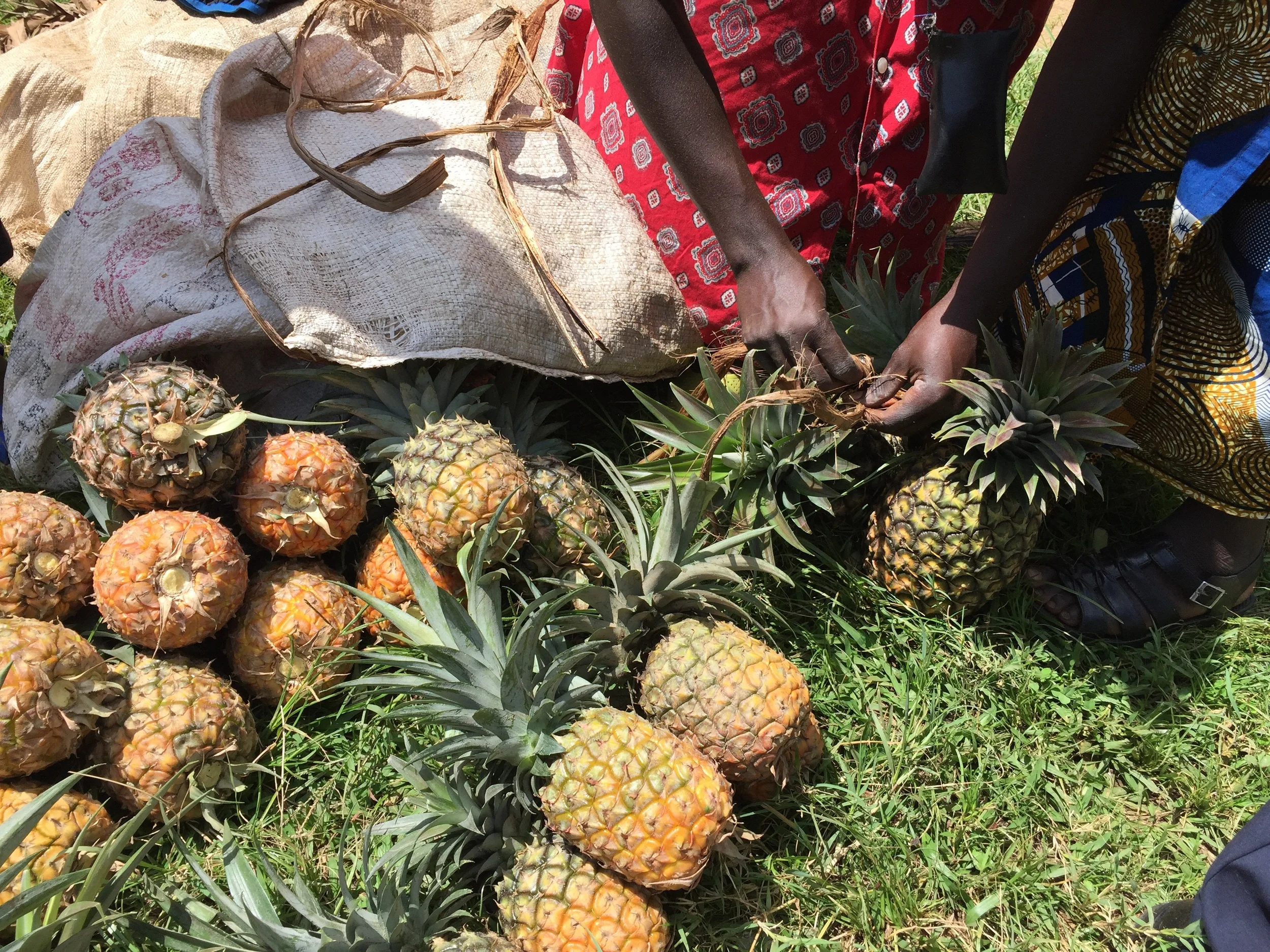 Pineapples