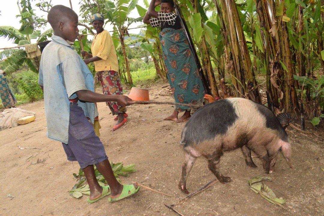 Taking a pig home: pigs are easy to keep and eat any scarps from around the small holding