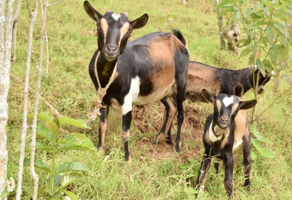 A goat kid will provide a family with something to sell: they tell us that they often use this money to pay for health insurance.