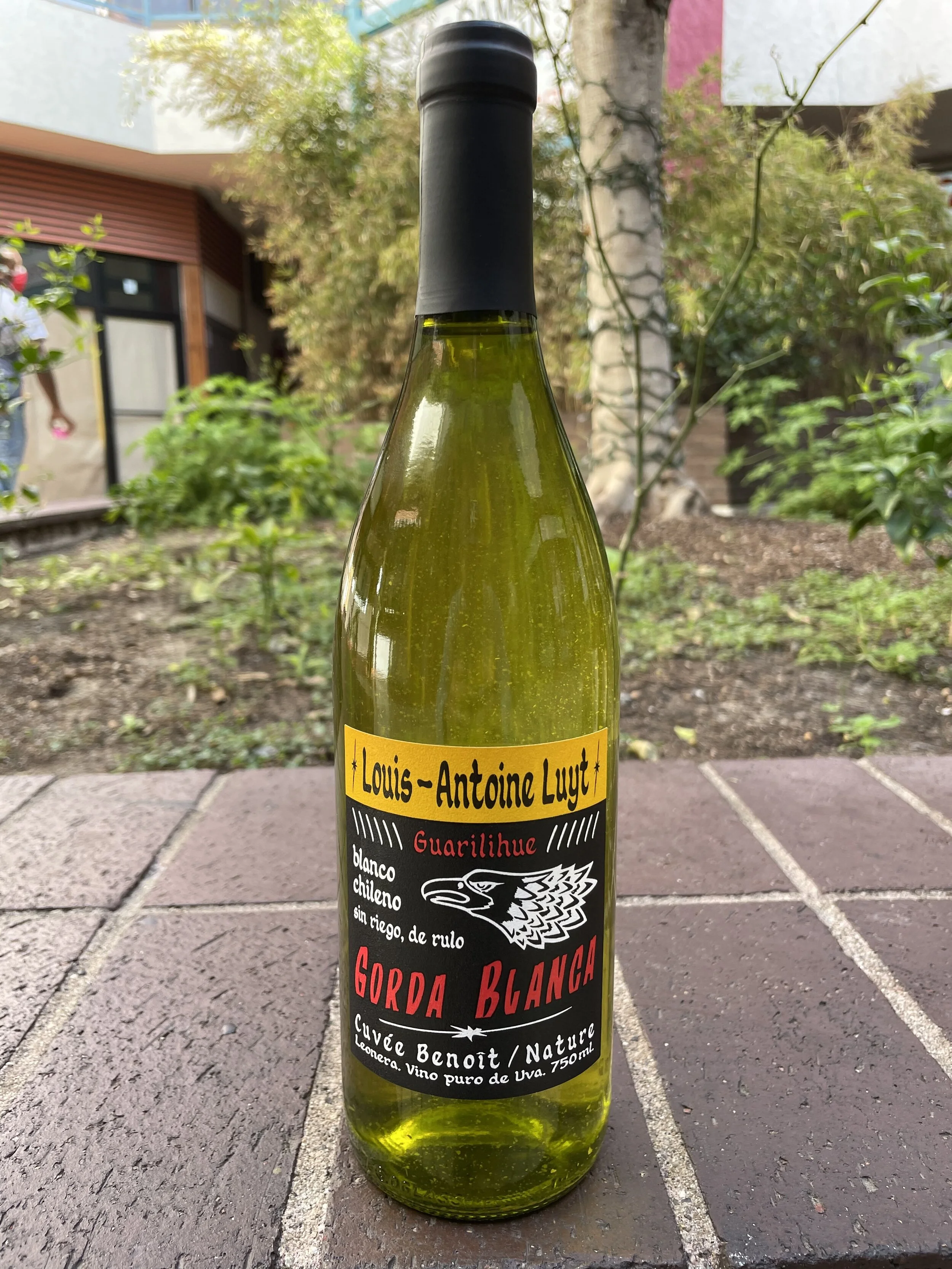 Luyt Gorda Blanca - large.jpeg