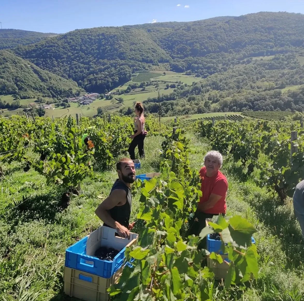 Bugey and Burgundy come to Chinatown🍷

Meet who&rsquo;s pouring at Le Kusina Vin et Jazz on 11/2.

Tailleurs Cueilleurs &mdash; Bugey
Chlo&eacute; Bey and Jordan d&rsquo;Osualdo farm Gamay, Mondeuse, Pinot Noir and Chardonnay in northern Bugey, with