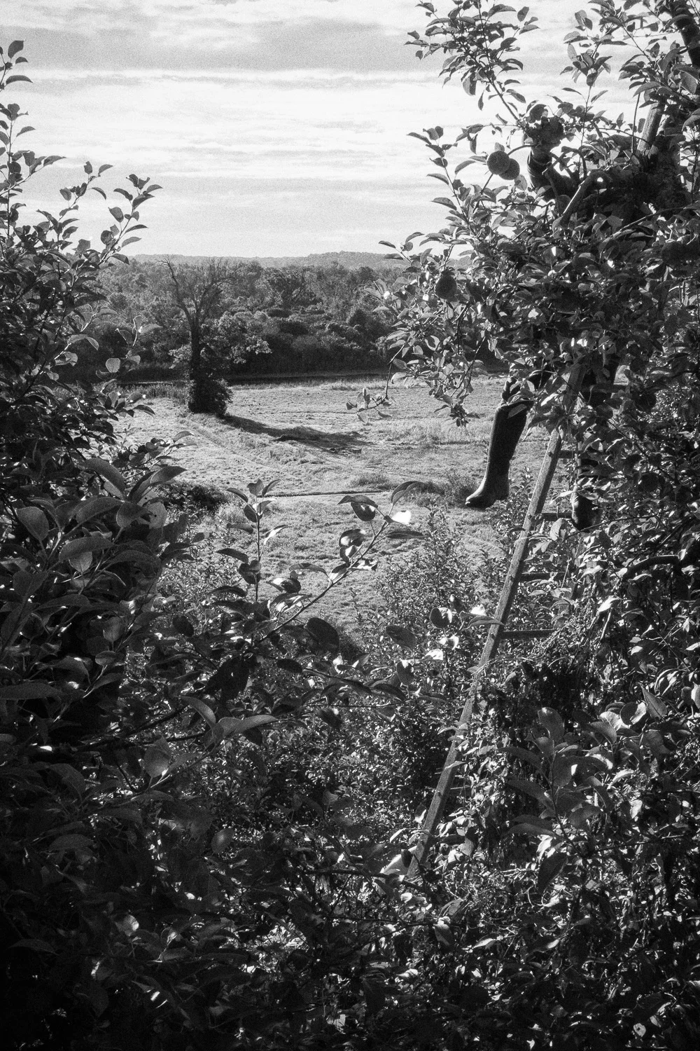 Soons Farm Commission-19.jpg