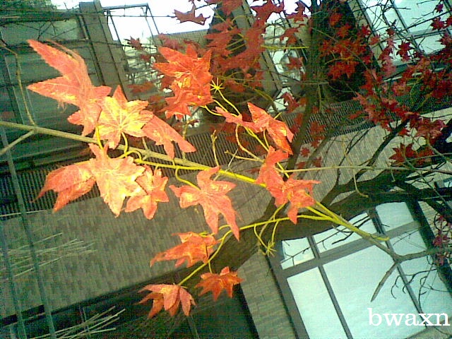 Autumn Extension