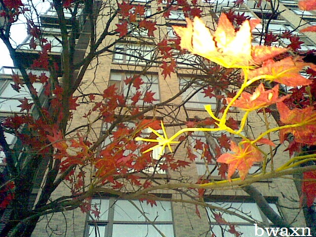 Autumn Extension