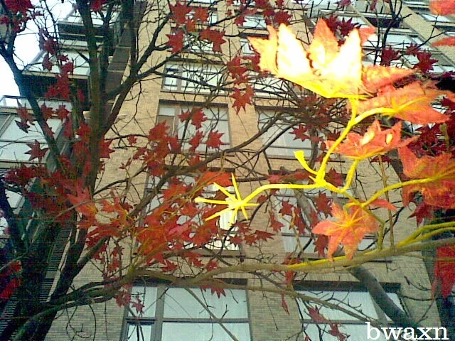 Autumn Extension