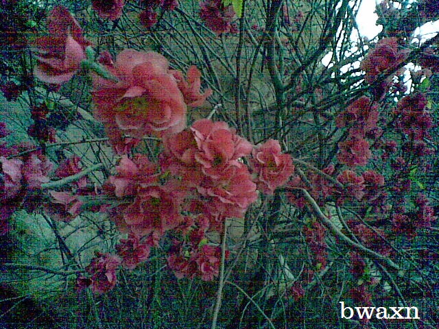 Winter's Rose
