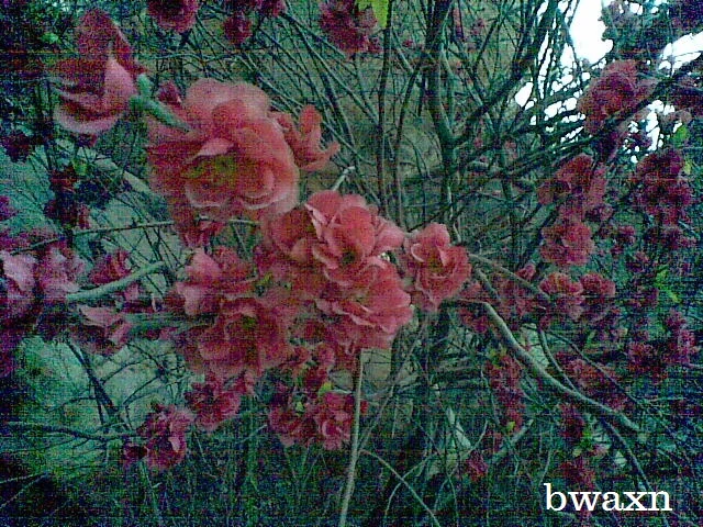 Winter's Rose