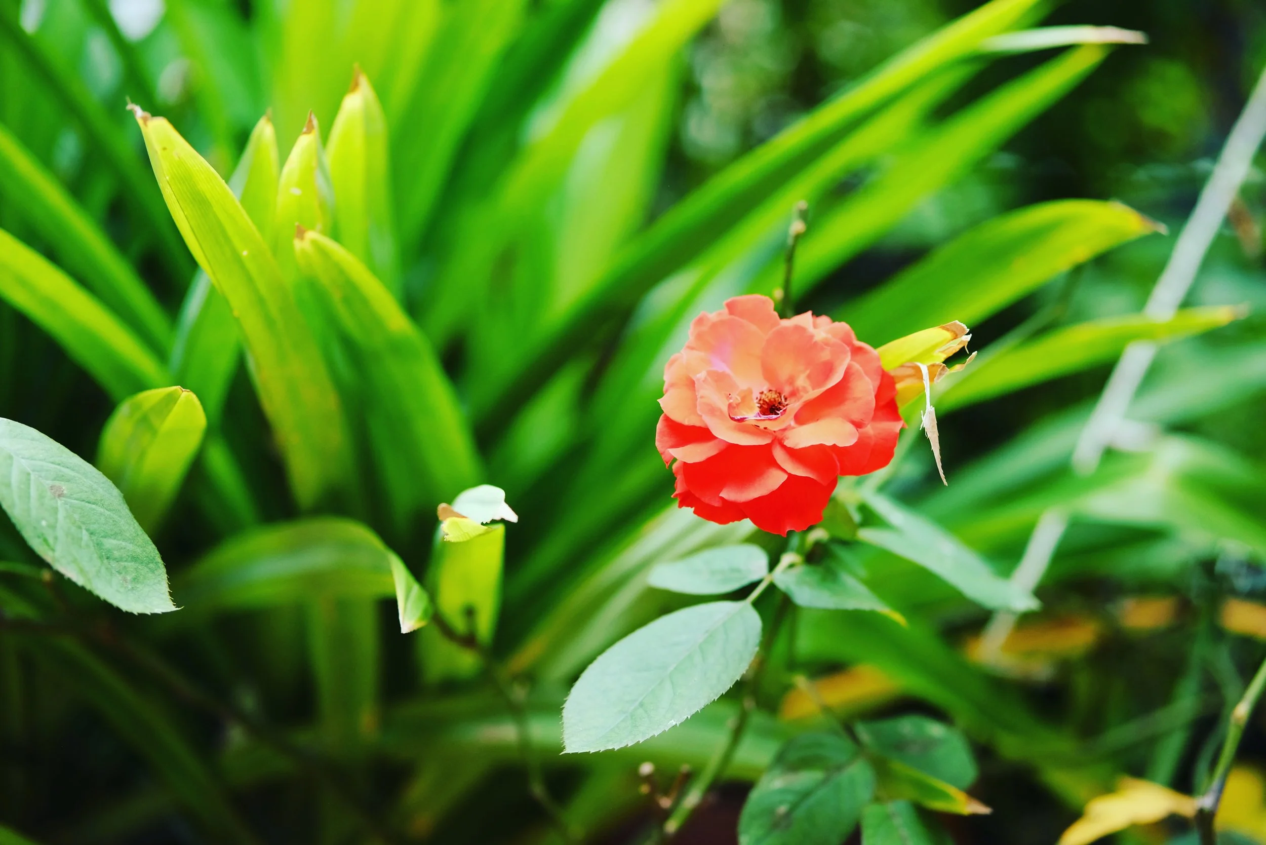 BOUNTIFUL BEAUTIFUL BLISSFUL - An yên đủ đầy