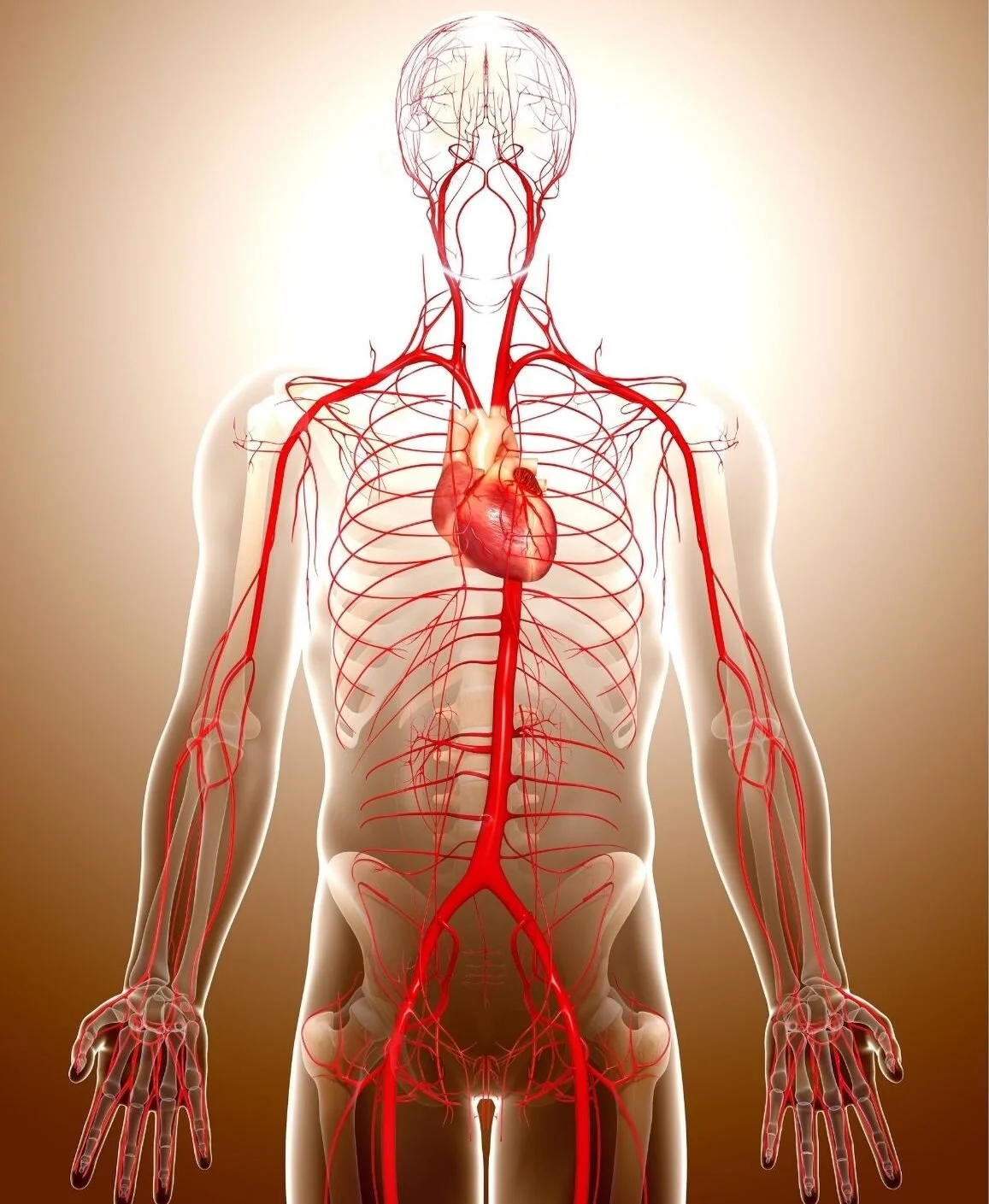 The Guide To Hypertension For Over 60s - Includes How To Lower High ...