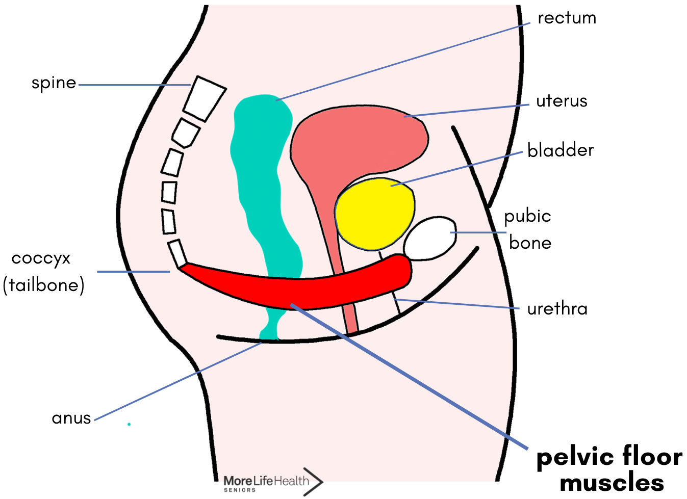 All About The Pelvic Floor: How to Keep The Pelvic Floor Functioning