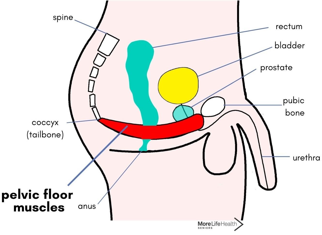 All About The Pelvic Floor How to Keep The Pelvic Floor Functioning Well Over 60 — More Life