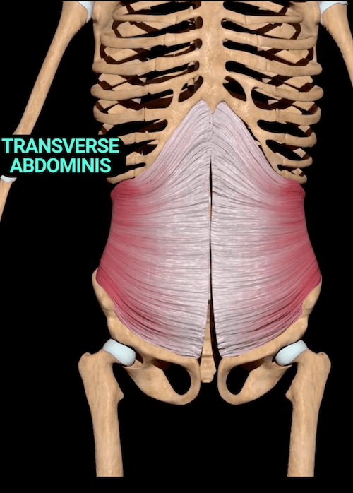 Improve Core Stability by Activating Your Transverse Abdominis - Somatic  Movement Center