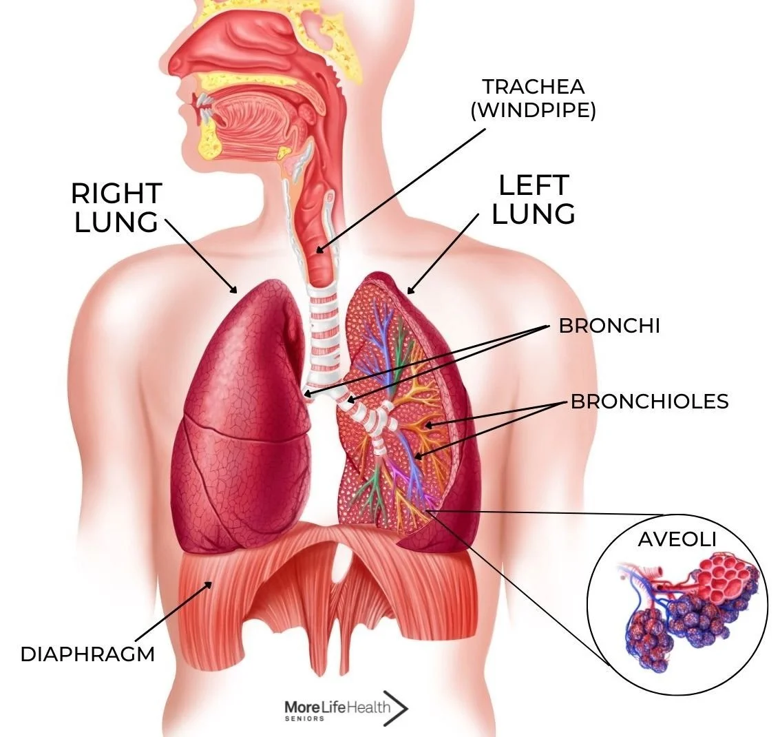 Your Lungs And How They Work | Thoracentesis: Purpose, Procedure, Risks ...