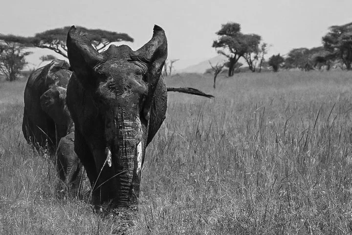 Serengeti, Tanzania