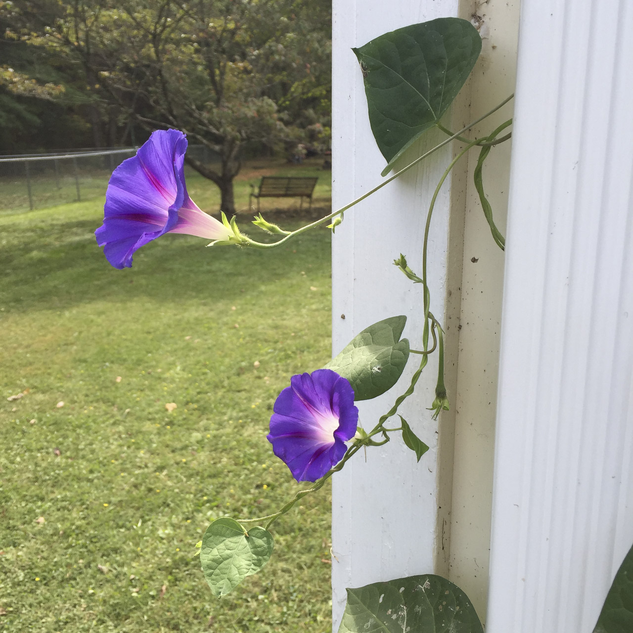 morning glories