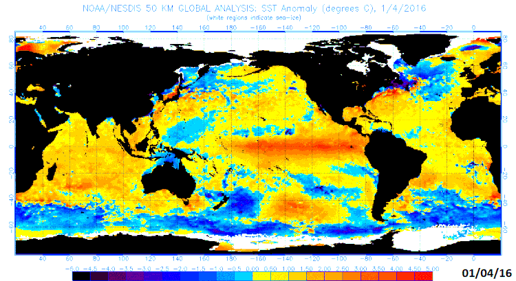 Sea surface temperature anomalies as of January 4th, 2016; courtesy NOAA