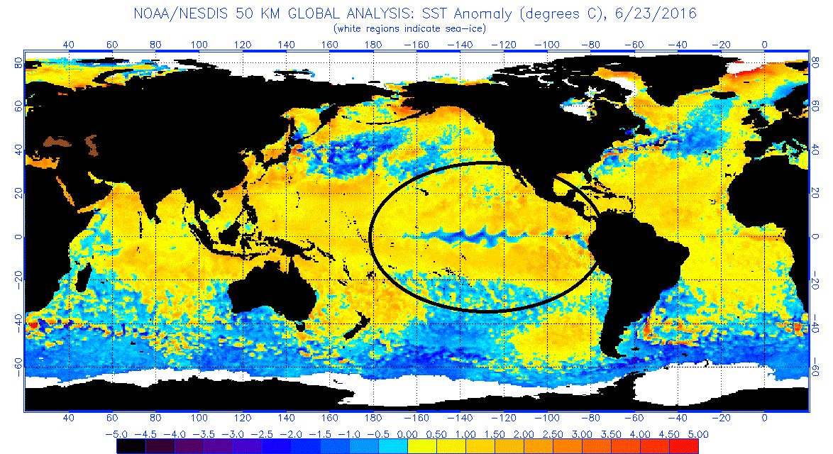 Latest sea surface temperature anomaly chart with fading El Nino and unfolding La Nina (circled region; warmer-than-normal=yellows, oranges, colder-than-normal=blues); courtesy NOAA