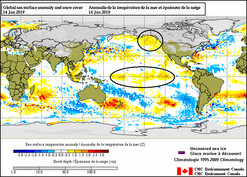 Current sea surface temperature anomalies with a “Modoki” type of El Nino in the central Pacific (circled area) and a large area of the northeastern Pacific (circled area) that is warmer-than-normal. Map courtesy CMC Environment Canada