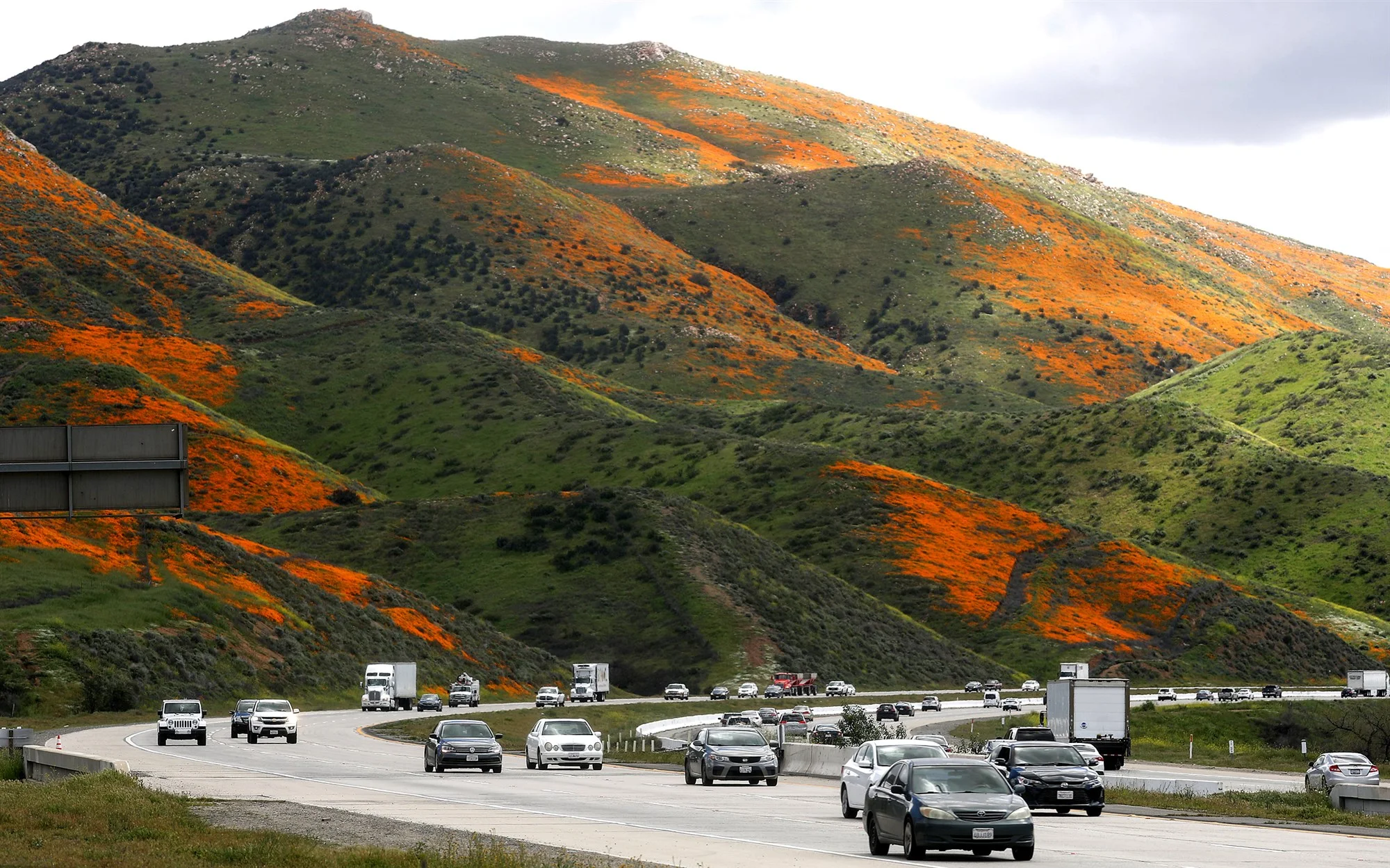 Heavier than normal winter rains have produced super blooms of wildflowers in California. Courtesy Mario Tama / Getty Images