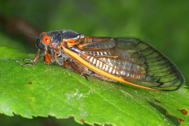 7:15 AM | *Could be a noisy spring in the Mid-Atlantic region with the emergence of the Brood X cicadas after 17 years...recipe included for chocolate-covered cicadas*