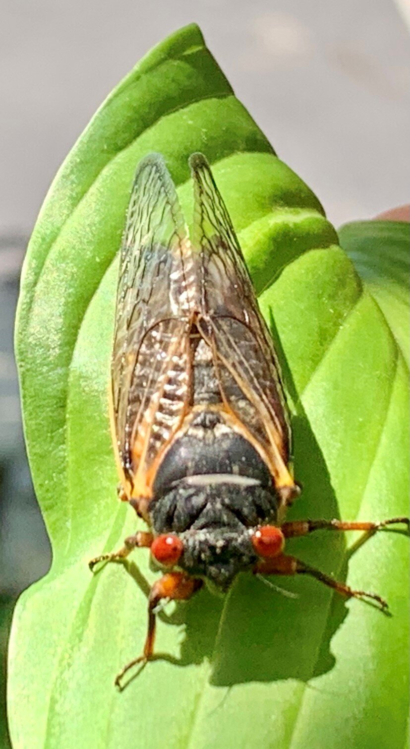 The return of the cicadas