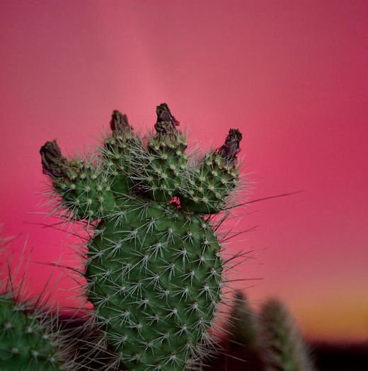 Auroras in strange places