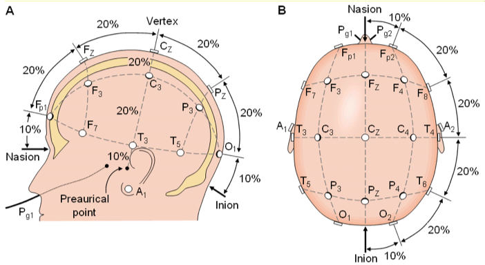 International 10-20 system of electrode placement