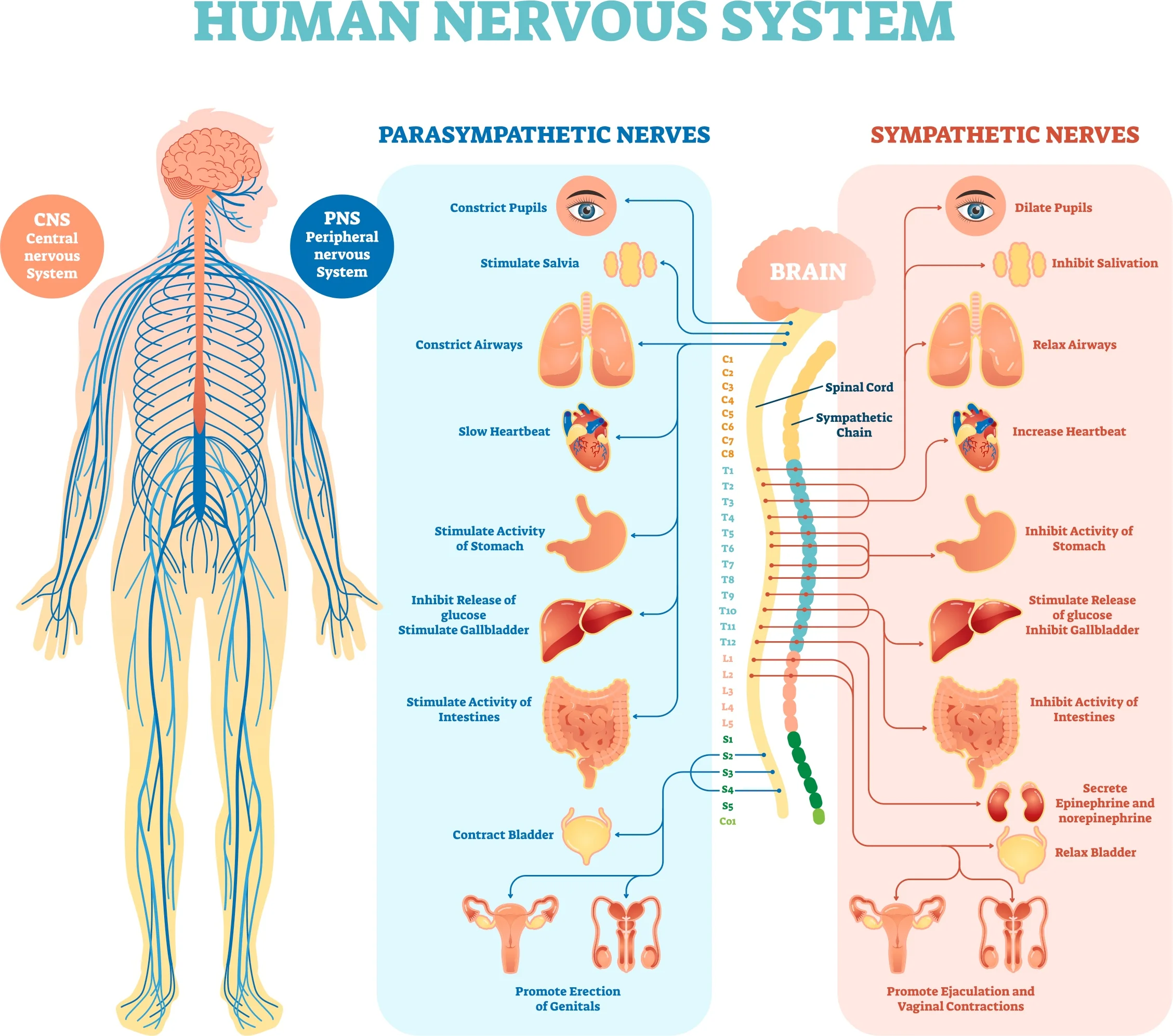 The ANS lmpacts many major organ systems