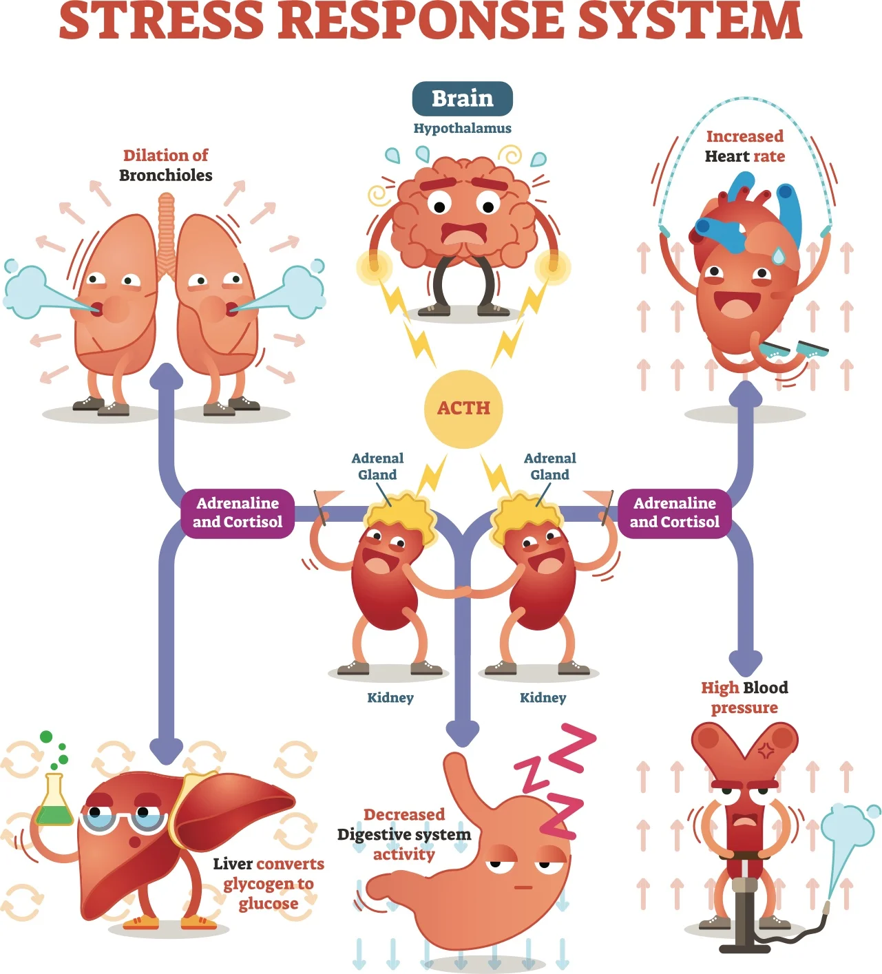 Stress consequences - it impacts on many body systems
