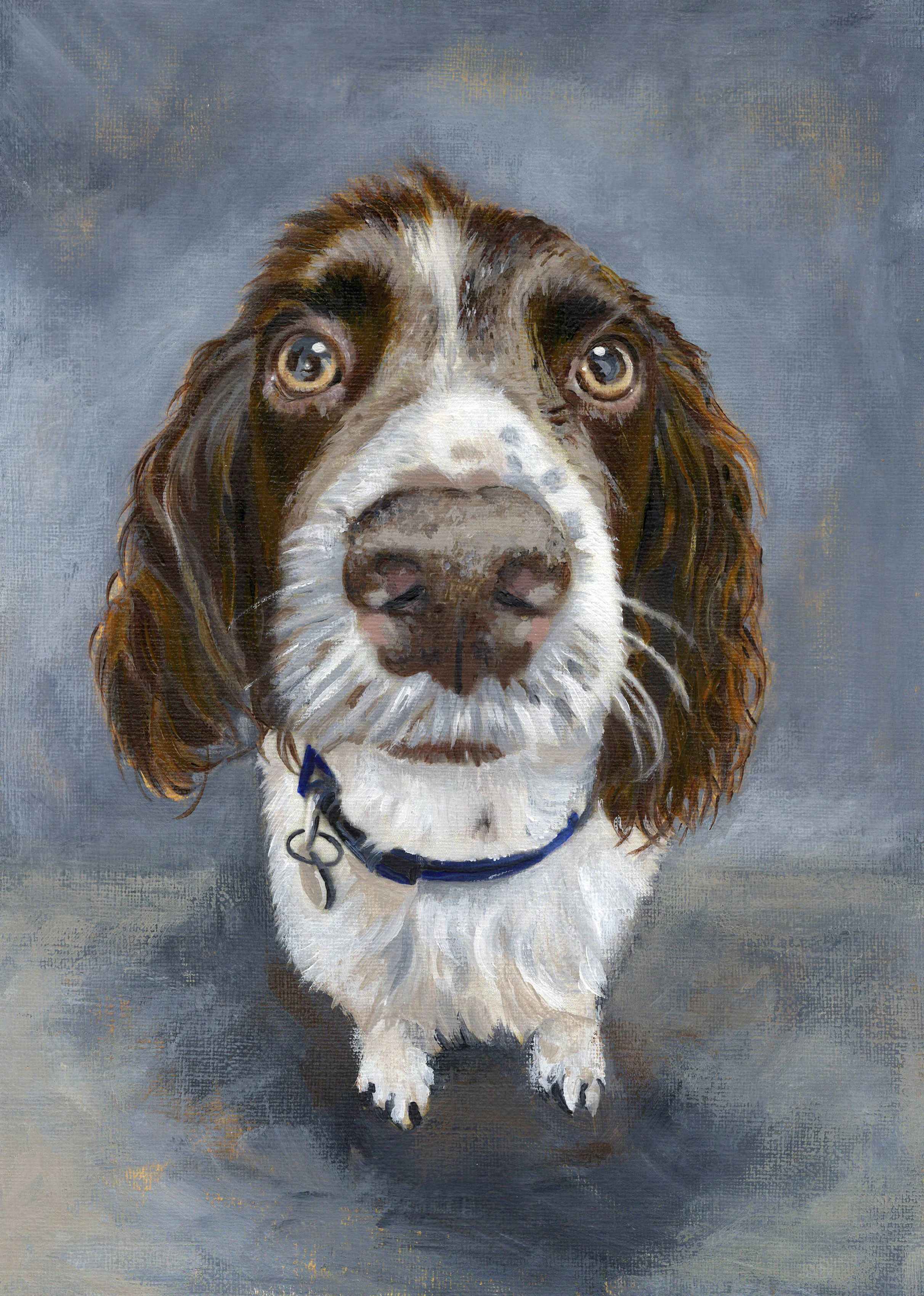 Izzy spaniel.jpg
