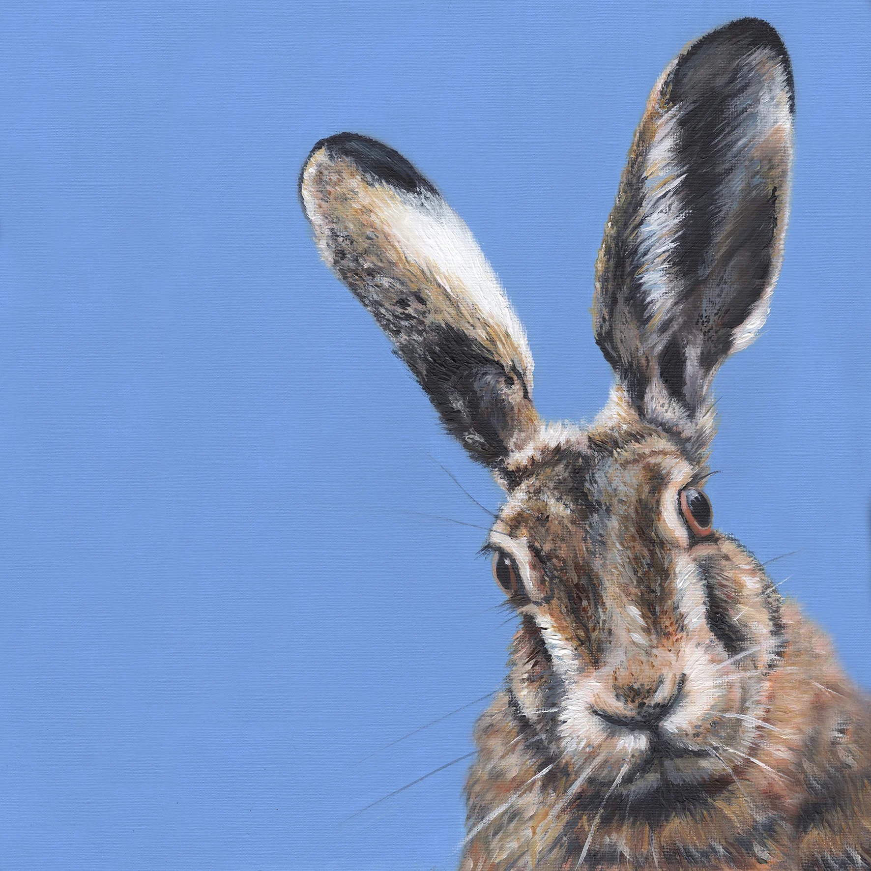 Hare today card.jpg