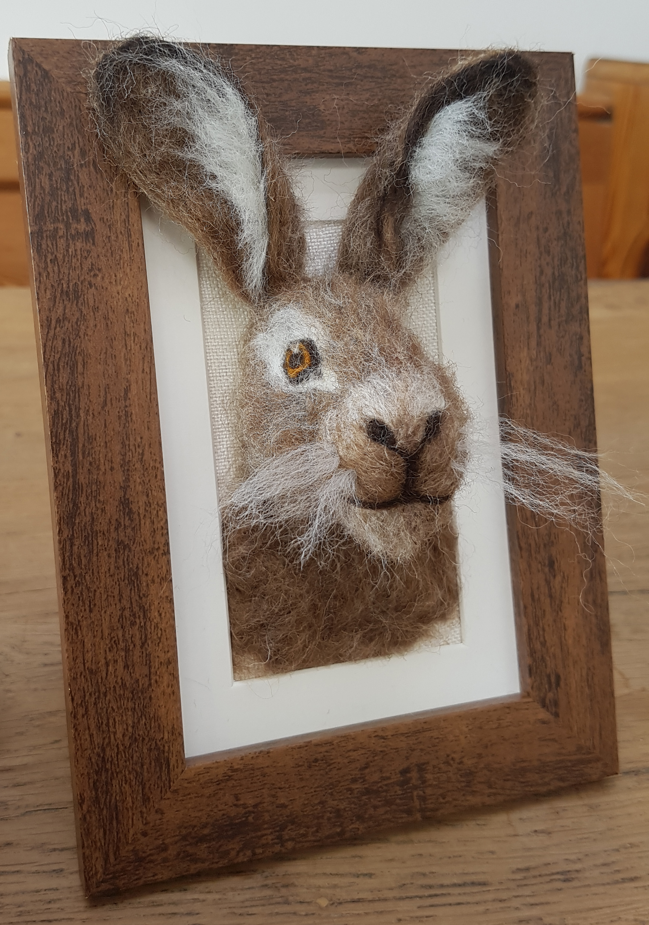 Brown Hare fluffyhead 1.jpg