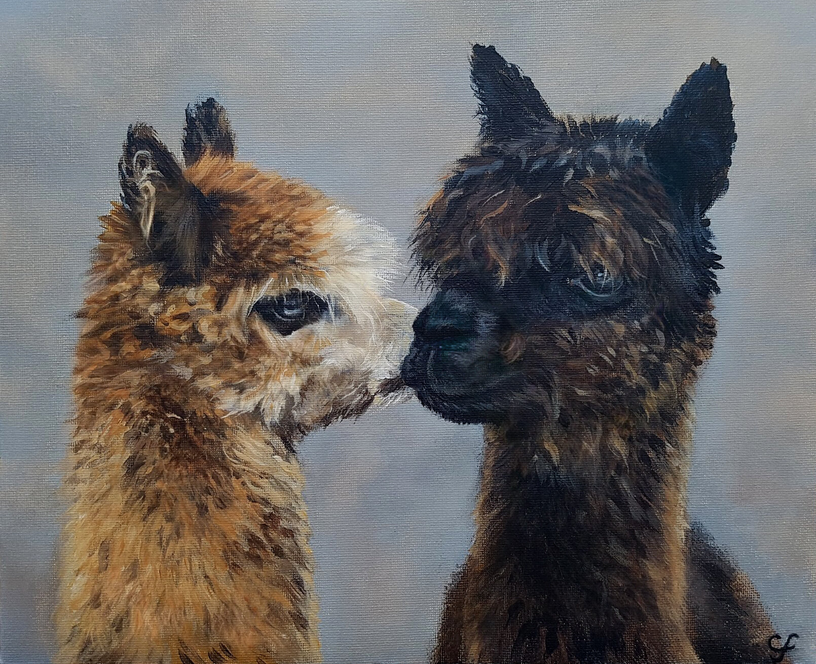 Alpacas for print.jpg