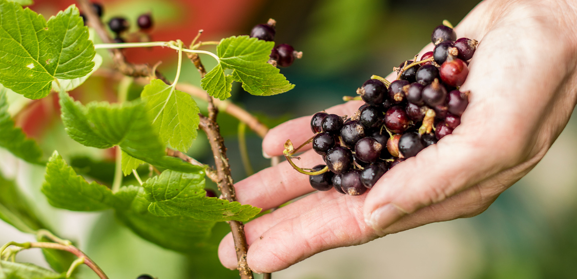 Banner_saft.jpg